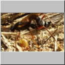 Coleocentrus excitator - Schlupfwespe 15 23mm-fdet03.jpg